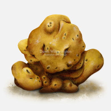 This beautiful illustration of a chicken liver sponge, Chondrilla nucula, is accurate in detail.