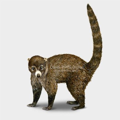 This drawing of a coatimund, Nasua nasua, is beautifully detailed.