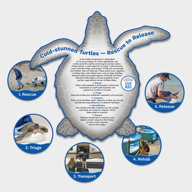 Sea Turtle Cold Stun Display -- NOAA Fisheries