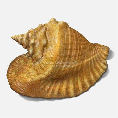 This beautiful drawing of an adult queen conch, Strombus gigas, is biologically accurate in detail.
