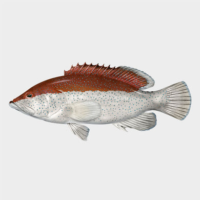 Coney Bicolor Phase