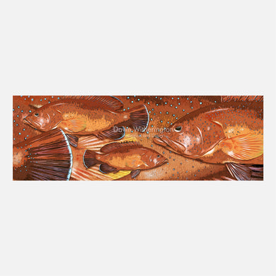 Coney grouper red phase graphic