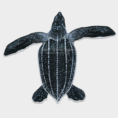 This beautiful dorsal illustration of a post-hatchling leatherback sea turtle, Dermochelys coriacea, is biologically accurate in detail.