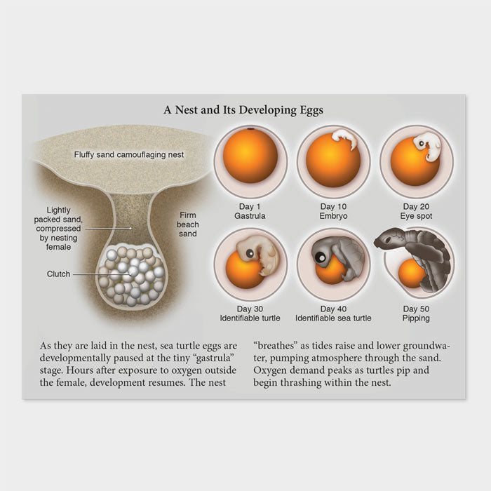 This graphic shows a sea turtle nest and its developing eggs.