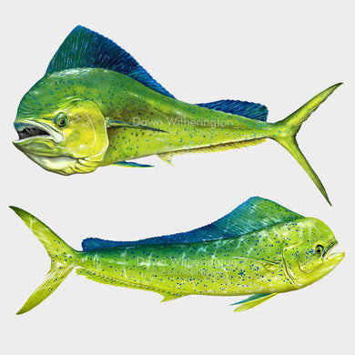 Dolphinfish