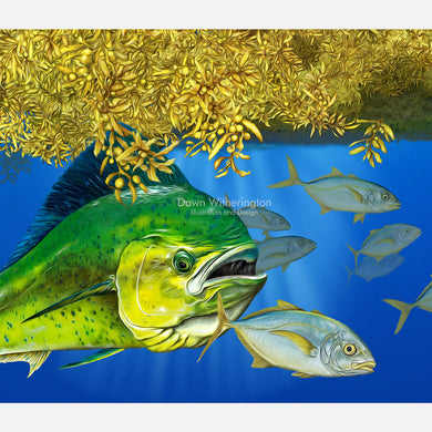 Dolphinfish in sargassum graphic