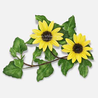 This beautiful illustration of dune sunflowers, Helianthus debilis), is botanically accurate in detail.