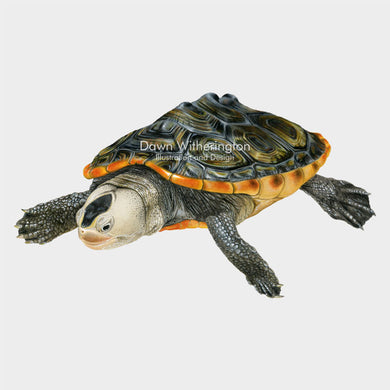 This beautiful illustration of a juvenile Florida east coast diamondback terrapin, Malaclemys terrapin tequesta, is biologically accurate in detail.