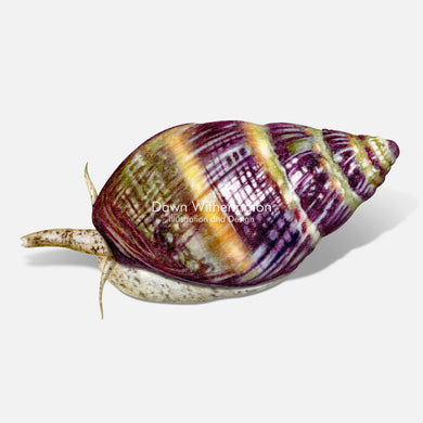 Living Eastern Mudsnail