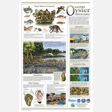 This beautiful poster provides information about the eastern oyster, Crassostrea virginica, with an emphasis on restoration. 