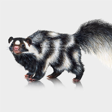 Eastern Spotted Skunk