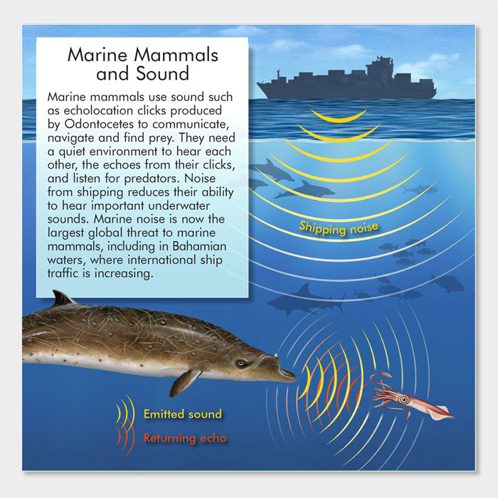 This graphic describes echolocation in marine mammals.
