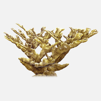 This beautiful illustration of elkhorn coral, Acropora palmata, is accurate in detail.