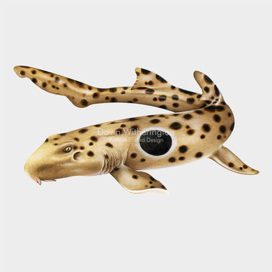 This beautiful illustration of an epaulette shark (Hemiscyllium ocellatum) is biologically accurate in detail.