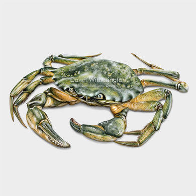 European Green Crab