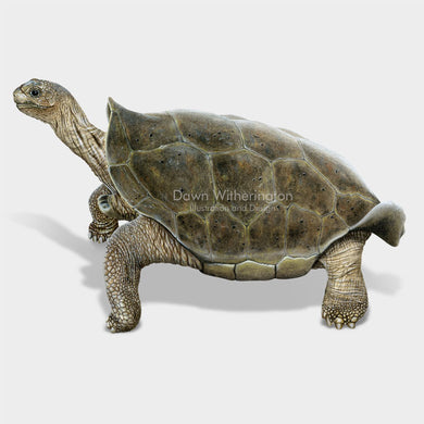 This beautiful illustration of the extinct Fernandina giant tortoise, Chelonoidis phantastica, is biologically accurate in detail.
