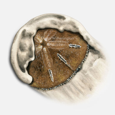 This beautiful illustration of a five keyhole urchin (sand dollar), Mellita quinquiesperforata, is accurate in detail.