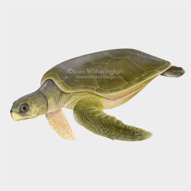 This beautiful illustration of a swimming flatback sea turtle, Natator depressus, is biologically accurate in detail.