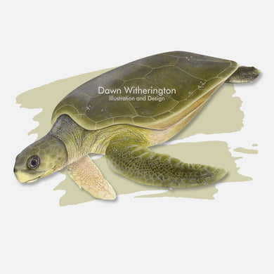 This beautiful illustration is of a flatback sea turtle, Natator depressus, over a swash graphic.