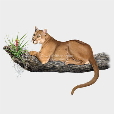 Florida Panther