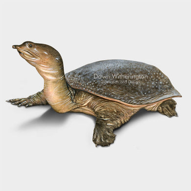 This lovely drawing of a Florida softshell turtle, Apalone ferox, is biologically accurate in detail.