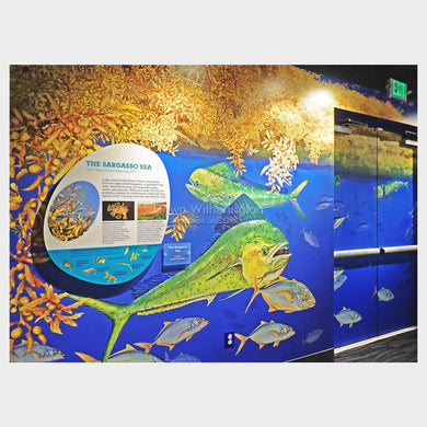 Sargassum and Sportfish Mural, Florida Oceanographic Society Ocean EcoCenter