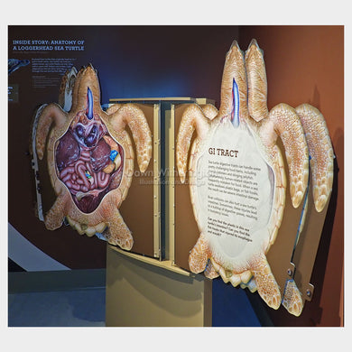 Sea Turtle Anatomy Display -- the GI Tract