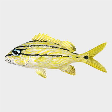 Illustration of a French grunt juvenile, Haemulon flavolineatum.