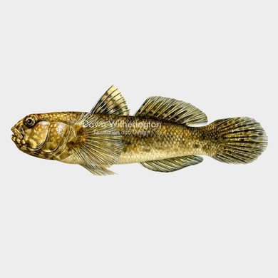 This beautiful illustration of a frillfin goby, Bathygobius soporator, is biologically accurate in detail.