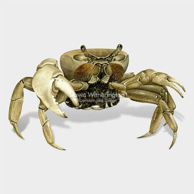 This beautiful illustration of a gravid (with eggs) blue land crab (Cardisoma guanhumi, is biologically accurate in detail.