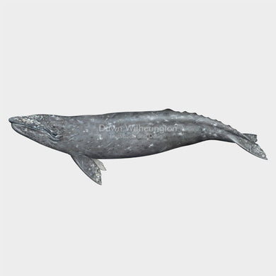 Gray Whale