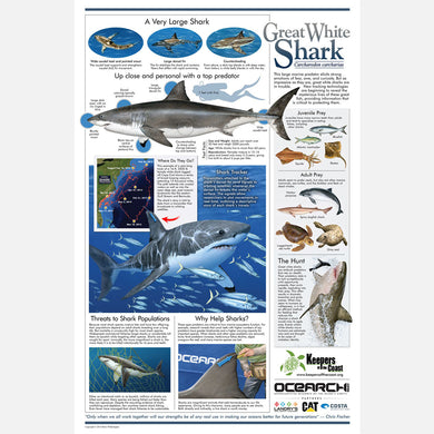 This beautiful poster provides information about the great white shark, Carcharodon carcharia, with an emphasis on migration.