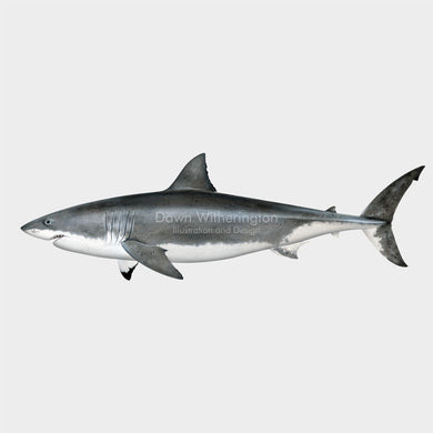 This wonderful drawing of a great white shark, Carcharodon carcharias, is biologically accurate in detail.