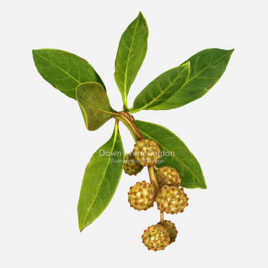 Green Buttonwood Leaves and Fruit