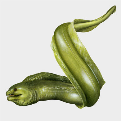 This beautiful illustration of a green moray eel, Gymnothorax funebris, is biologically accurate in detail.
