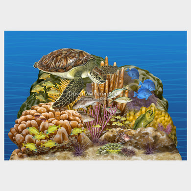 Florida Reef Tract Display, Featuring a Juvenile Green Turtle, Florida Oceanographic Society Ocean EcoCenter