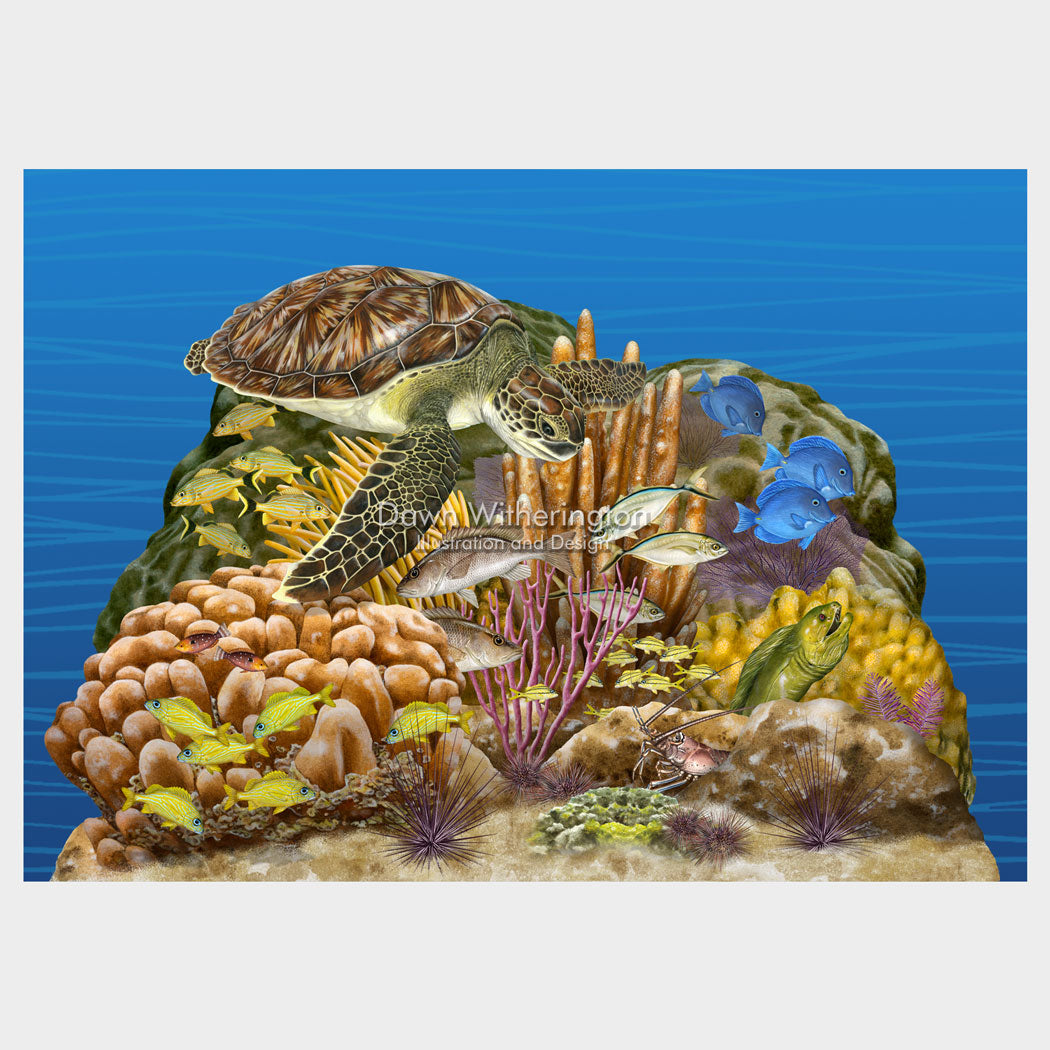 Florida Reef Tract Display, Featuring a Juvenile Green Turtle, Florida Oceanographic Society Ocean EcoCenter