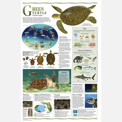 This beautiful poster provides information about the green turtle.