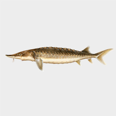 This beautiful illustration of a Gulf sturgeon, Acipenser oxyrhynchus desotoi, is biologically accurate in detail.