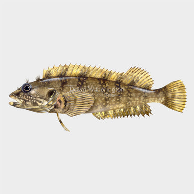 This beautiful drawing of a hairy blenny, Labrisomus nuchipinnis, is biologically accurate in detail.