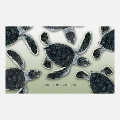 This design is an illustration of green turtle hatchlings, Chelonia midas.