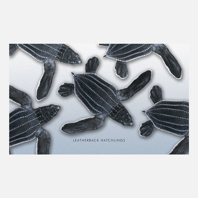 This design is an illustration of leatherback sea turtle hatchlings, Dermochelys coriacea.