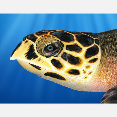 Stylized hawksbill turtle juvenile