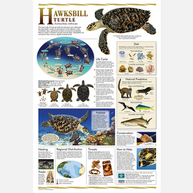 This beautiful poster provides information about the hawksbill sea turtle. 
