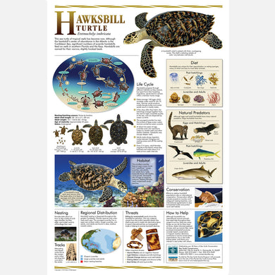 This beautiful poster provides information about the hawksbill sea turtle.