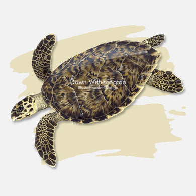 This beautiful illustration is of a hawksbill sea turtle, Eretmochelys imbricata, over a swash graphic.