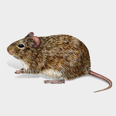 Hispid Cotton Rat