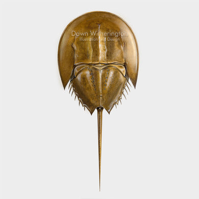 This beautiful drawing of an Atlantic horseshoe crab, Limulus polyphemus, is biologically accurate in detail.