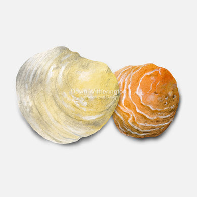 This beautiful illustration of common jingle shells, Anomia ephippium, is accurate in detail.