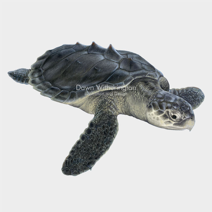 Juvenile Kemp's ridley sea turtle – drawnbydawn